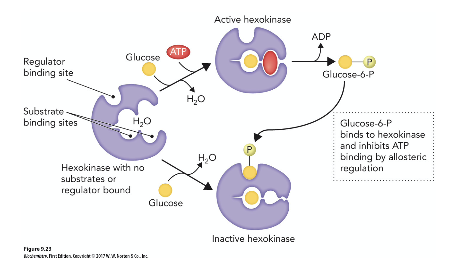 <p>allosterically; glucose-6-phosphate</p>
