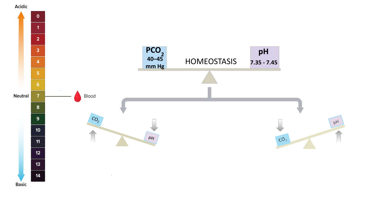 inversely related, increased CO2 lowers pH, decreased CO2 raises pH