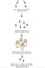 <p>apparent</p><p>(ex. owl preys on spiders and beetles)</p>