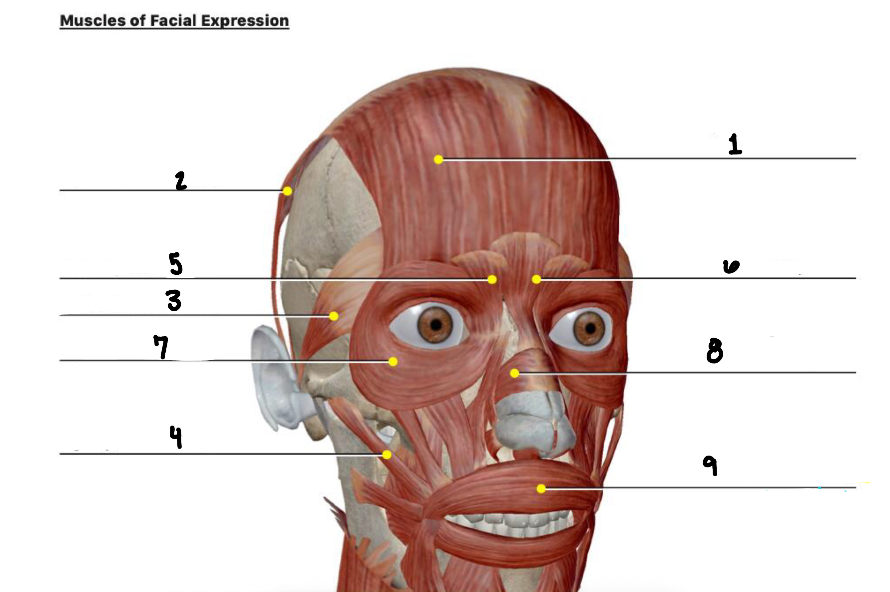<p>Label 5-9 Muscles of Facal Expression in order </p>