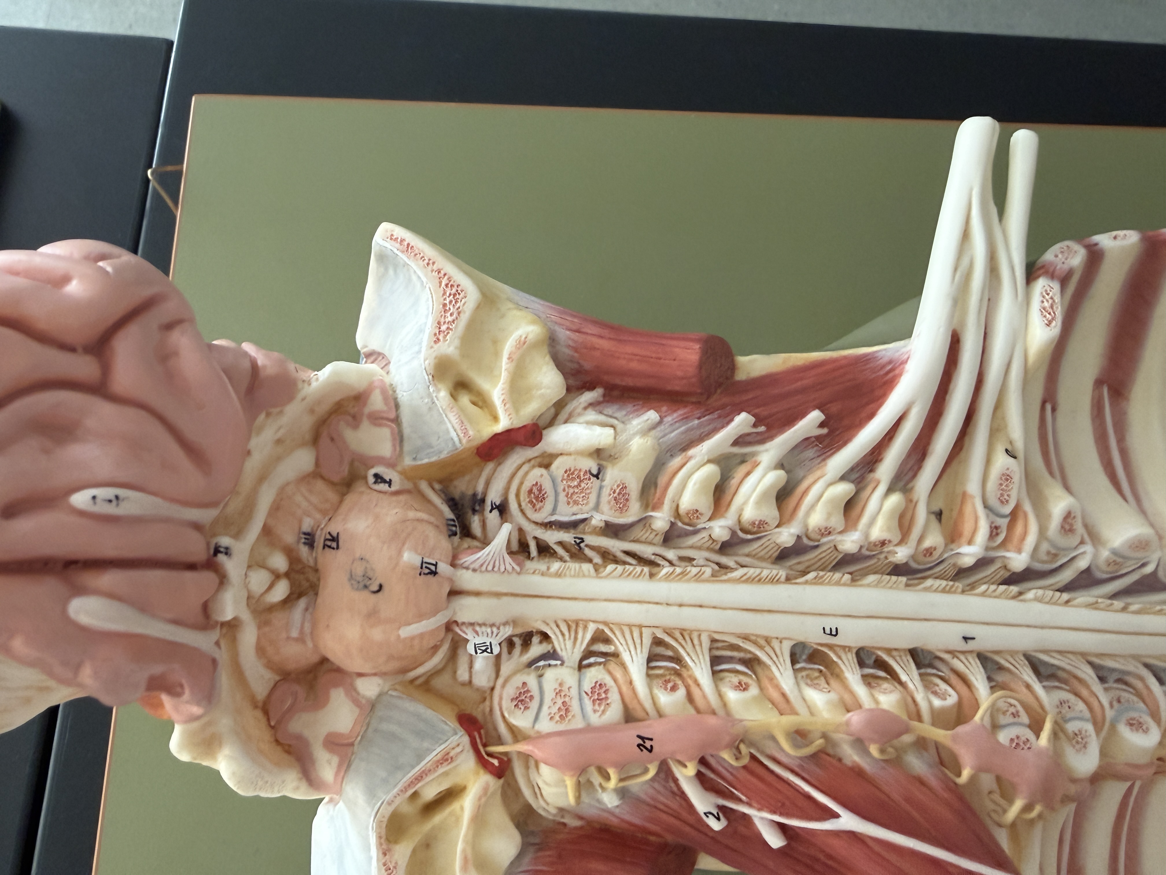 <p>Cranial nerves Additional (match numbers)</p>