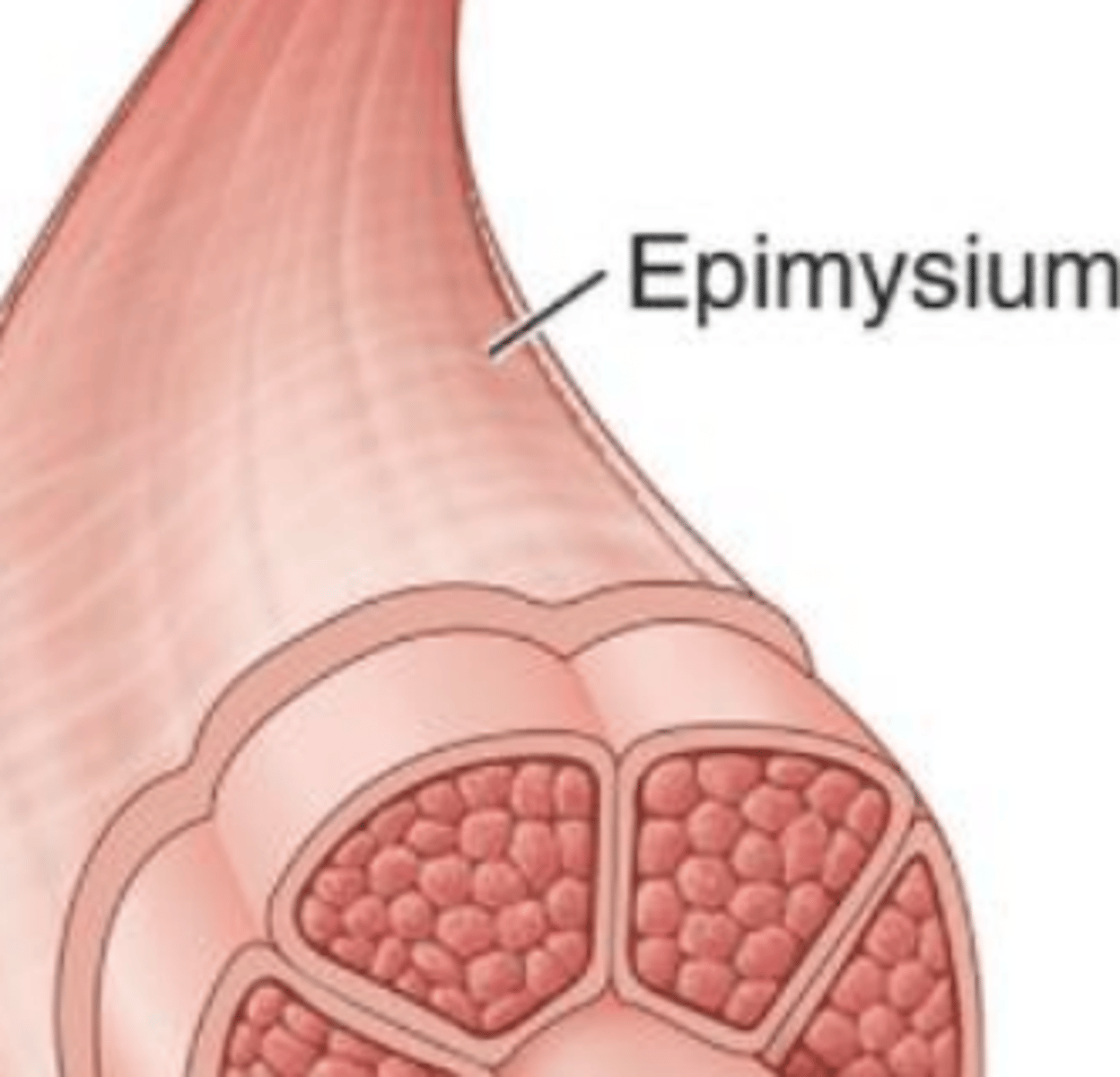 <p>a sheath of fibrous elastic tissue surrounding a muscle.</p>