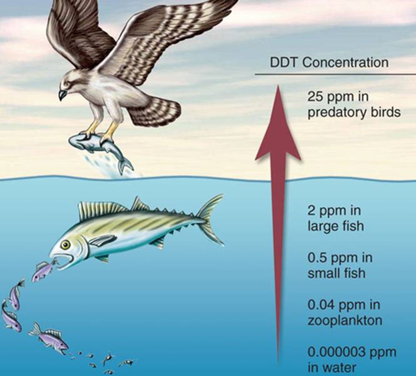 <p>higher-level predators (fish, birds, and marine mammals) build up greater and more dangerous amounts of toxic materials than animals lower on the food chain</p>
