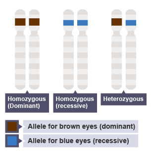 <p>different forms of the same gene</p>