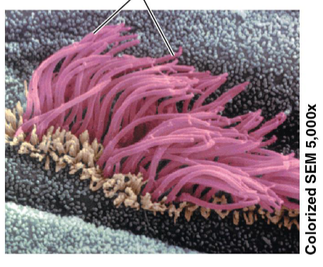 <ul><li><p>Propel single-celled organisms</p></li><li><p>Sweep other things, like line our trachea to sweep mucous out of our lungs</p></li><li><p>Antennae for signal reception (non-motile) </p></li></ul><p></p>