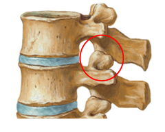 <p>Name Joints</p>