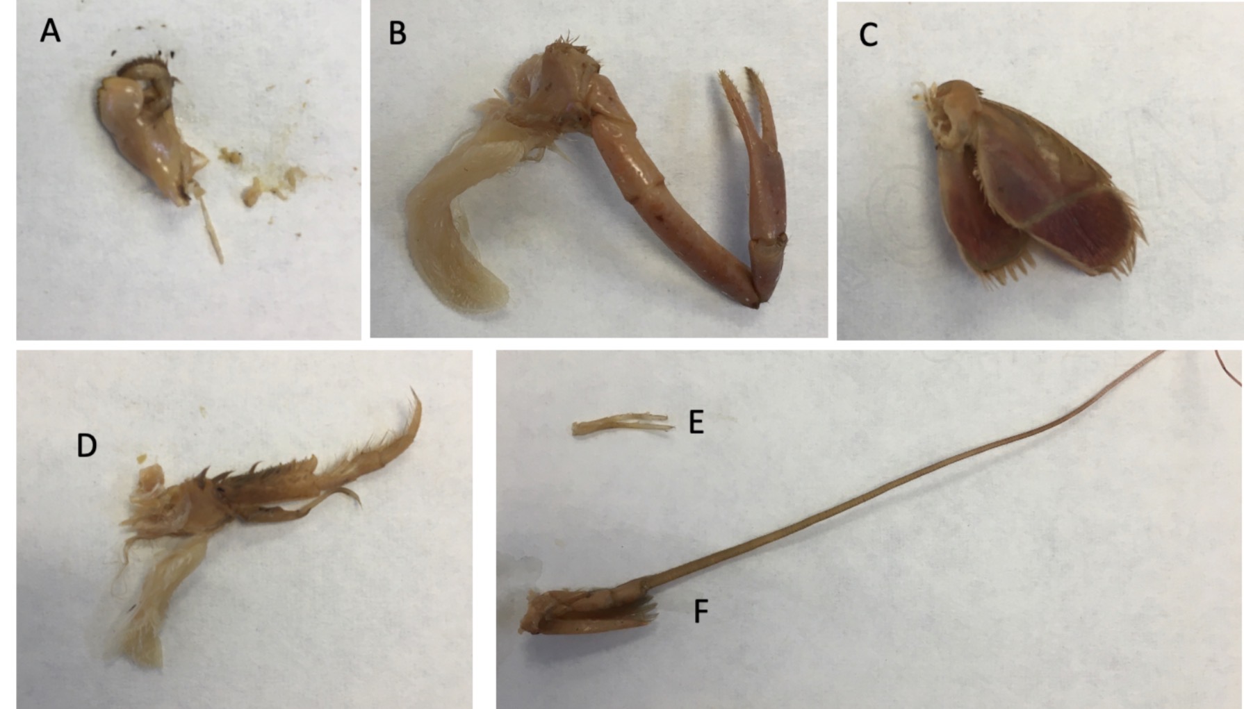 <p>Identify appendage F</p>