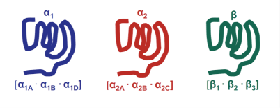 <p>What do adrenergic receptor subtypes have in common?</p>