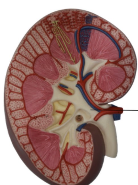 <p>Renal pelvis</p>