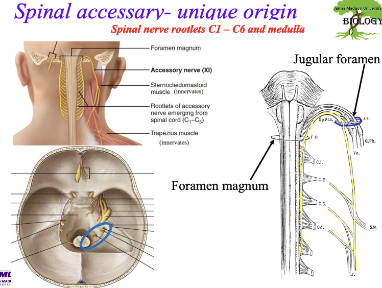 <ol><li><p>the spinal accessory nerve is unique because it originates is spinal nerve rootlets <strong>c1-c6 and medulla. </strong>Unlike most nerves originating from brain stem</p></li><li><p>it <strong>enters </strong>cranium through foramen magnum and <strong>exits </strong>through <strong>jugular foramen</strong></p></li><li><p>innervates <strong>sternocleidomastoid muscle and trapezius </strong></p></li></ol><p></p>