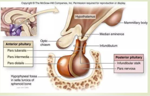<ul><li><p><strong>Anterior region:</strong> Pars tuberalis, Pars intermedia, Pars distalis.</p></li><li><p><strong>Posterior region:</strong> Infundibular stalk, Pars nervosa.</p></li><li><p><strong>Bony housing:</strong> Hypophyseal fossa in sella turcica of the sphenoid bone. Memory Hook: Pituitary sits snugly inside the <strong>Sella Turcica</strong></p></li></ul><p></p>