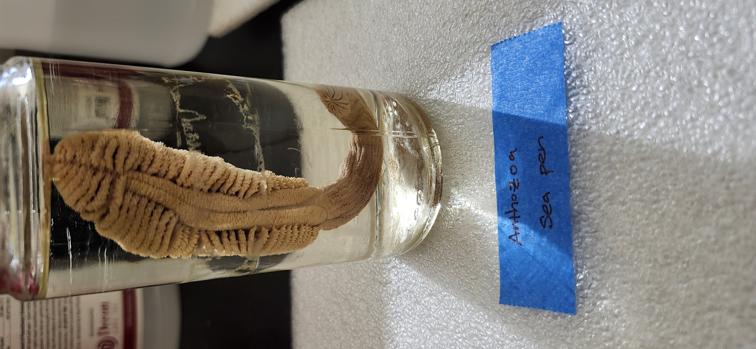 <p>What is the Class, Phylum, and Kingdom of the organism??</p>