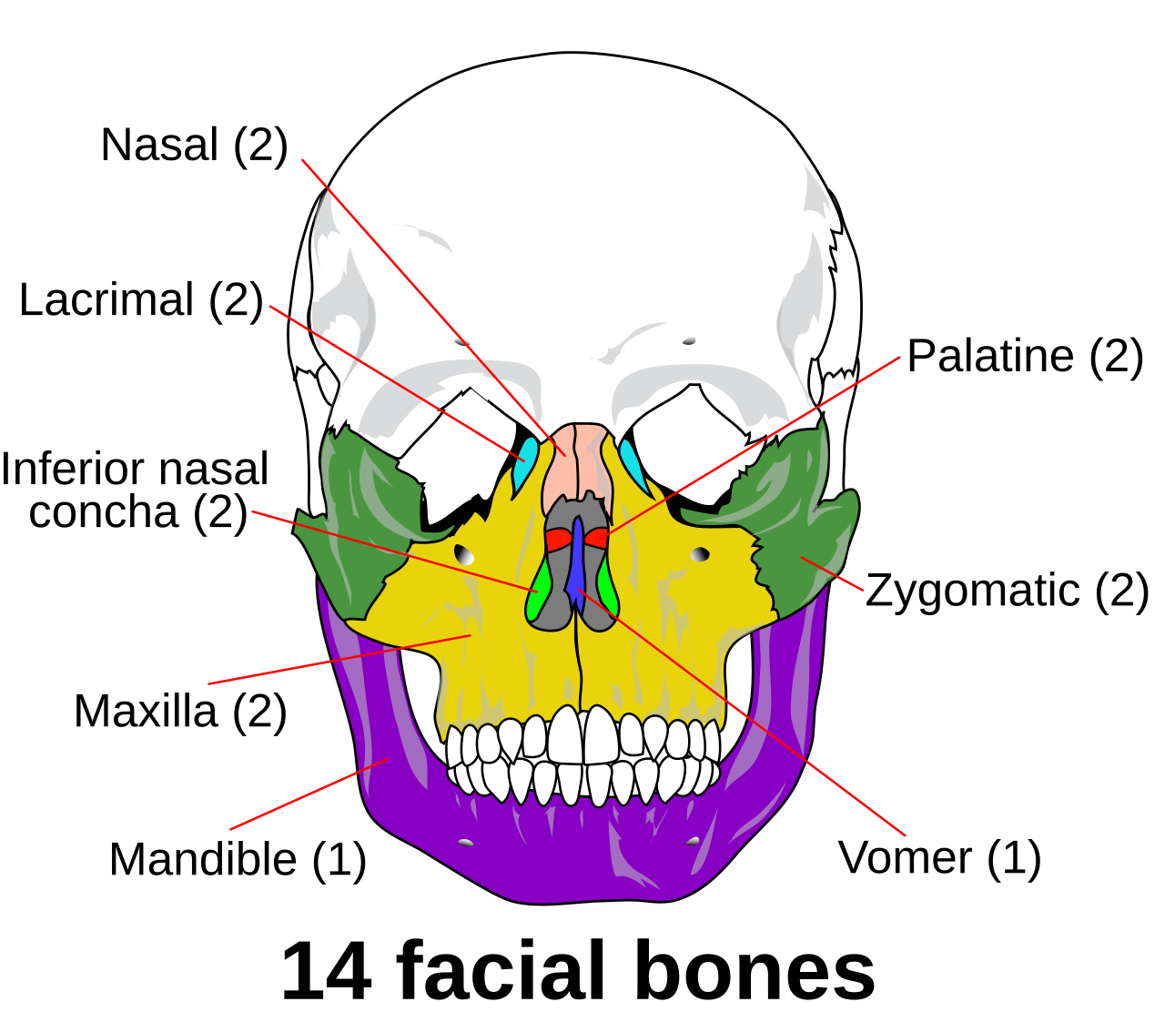 <p>maxilla</p><p>nasals</p><p>lacrimal</p><p>zygomatic</p><p><strong>ethmoid</strong></p><p>inferior nasal concha</p><p>vomer</p><p>palatine</p>
