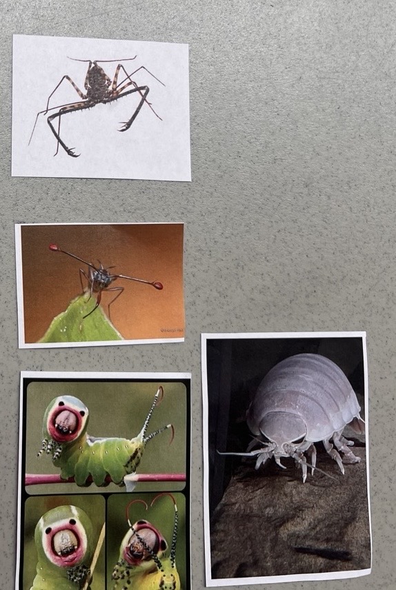 <p>Phylum Arthropoda </p>