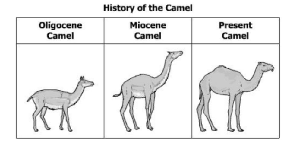 <p><span style="background-color: transparent; font-family: "Century Gothic", sans-serif;">Studying the difference between fossils and modern organisms helps scientists better understand the —</span></p>