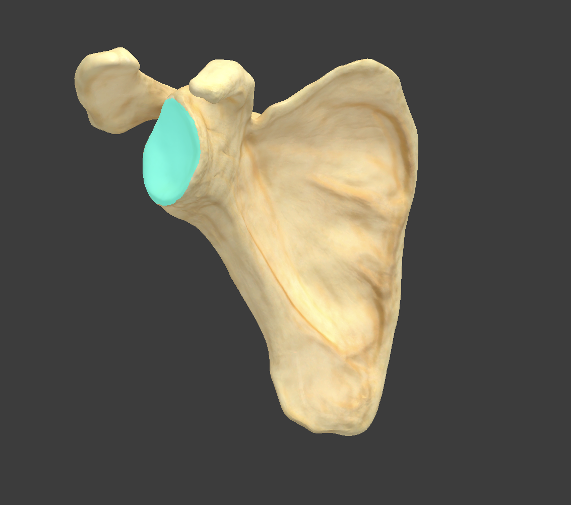 <p>What structure is highlighted?</p>