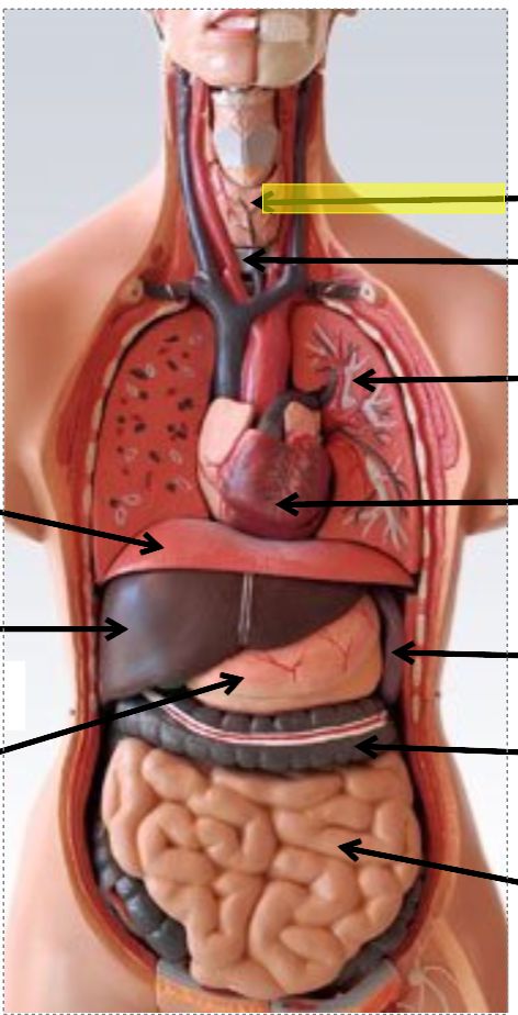 <p>identify the body cavity</p>