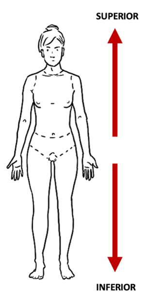 <p>toward head/upper part of body/above</p>