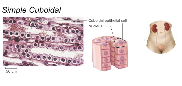 <ul><li><p><em>Characteristic Feature: </em>gland cells; appear more full</p></li><li><p><em>Cell shape/Characteristics</em>: as tall as they are wide; cube-like shape; has cilia&nbsp;</p></li><li><p><em>Function:</em> provide functions in secretion and absorption&nbsp;</p></li><li><p><em>Location: </em>line the kidney tubules, some glands, and cover the ovaries</p><ul><li><p>These cells are rich in specific transport channels</p></li></ul></li></ul><p></p>