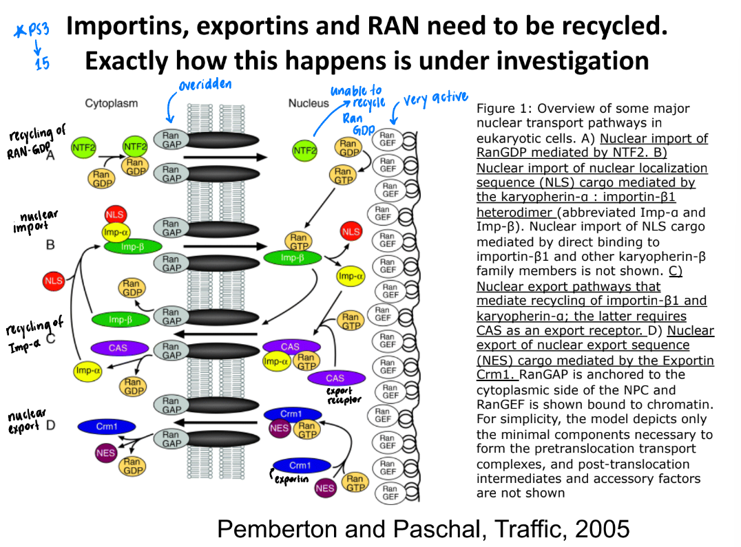 <ol><li><p><strong>Recycling of Ran-GDP </strong></p><ol><li><p><u>PROBLEM</u>: Ran = constantly exported to cytoplasm </p></li><li><p><u>SOLUTION</u>: Ran-GDP returned to nucleus by NTF2 → Ran-GEF converts Ran-GDP → Ran-GTP (active)</p></li></ol></li><li><p><strong>Nuclear Import </strong>= protein → nucleus (from cytoplasm) </p><ol><li><p>Cargo = protein w/ Nuclear Localization Sequence (NLS) </p></li><li><p>Importin + NLS of cargo → protein through pore → nucleus </p></li><li><p>Importin + cargo bound by Ran-GTP → cargo released in nucleus </p></li></ol></li><li><p><strong>Recycling of Importin-α</strong></p><ol><li><p>CAS (specialized export receptor) → binds to Important + Ran-GTP </p></li><li><p>Nucleus → cytoplasm → Ran-GTP hydrolyzed → Ran-GDP → Importin = released </p></li></ol></li><li><p><strong>Nuclear Export</strong> = protein → cytoplasm (out of nucleus)</p><ol><li><p>Cargo = protein w/ Nuclear Export Sequence (NES)</p></li><li><p>Exportin + NES of cargo + Ran-GTP → cytoplasm </p></li><li><p>Ran-GAP breaks down Ran-GTP → complex dissociates → cargo released in cytoplasm</p></li></ol></li></ol><p></p>