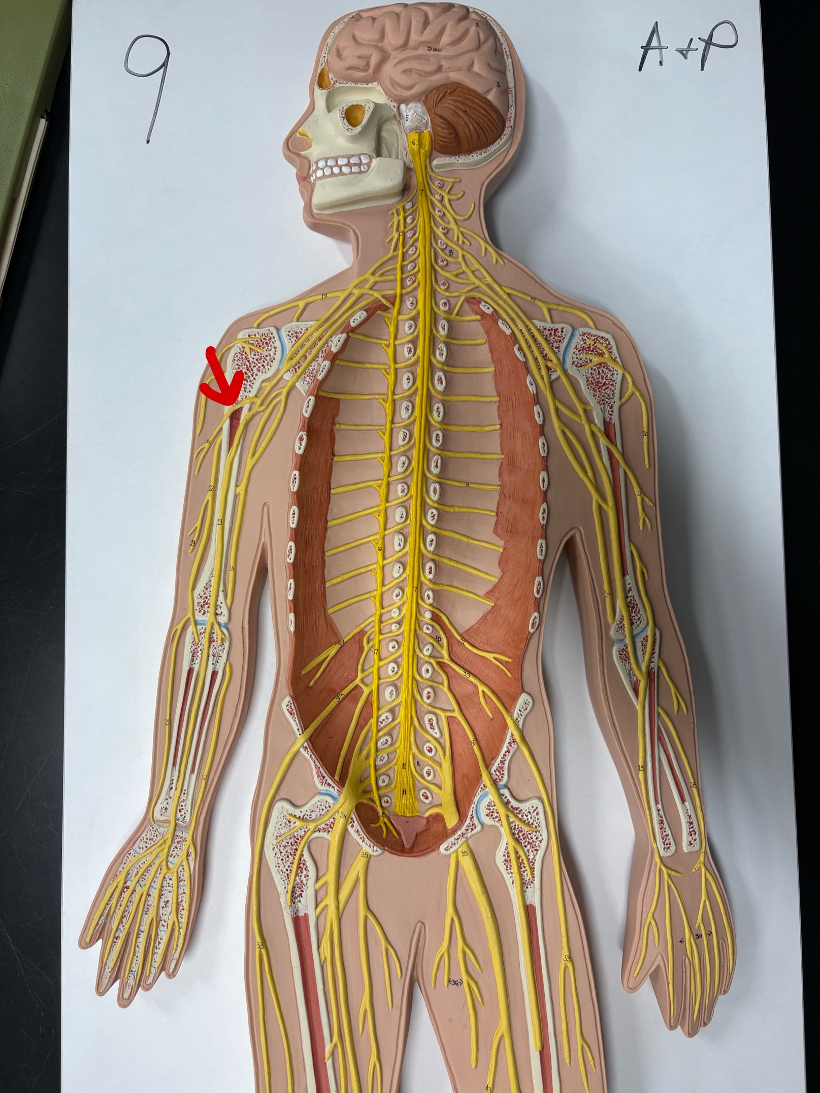 <p>Name the nerve</p>
