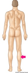 <p>Calf or posterior surface of the leg</p>
