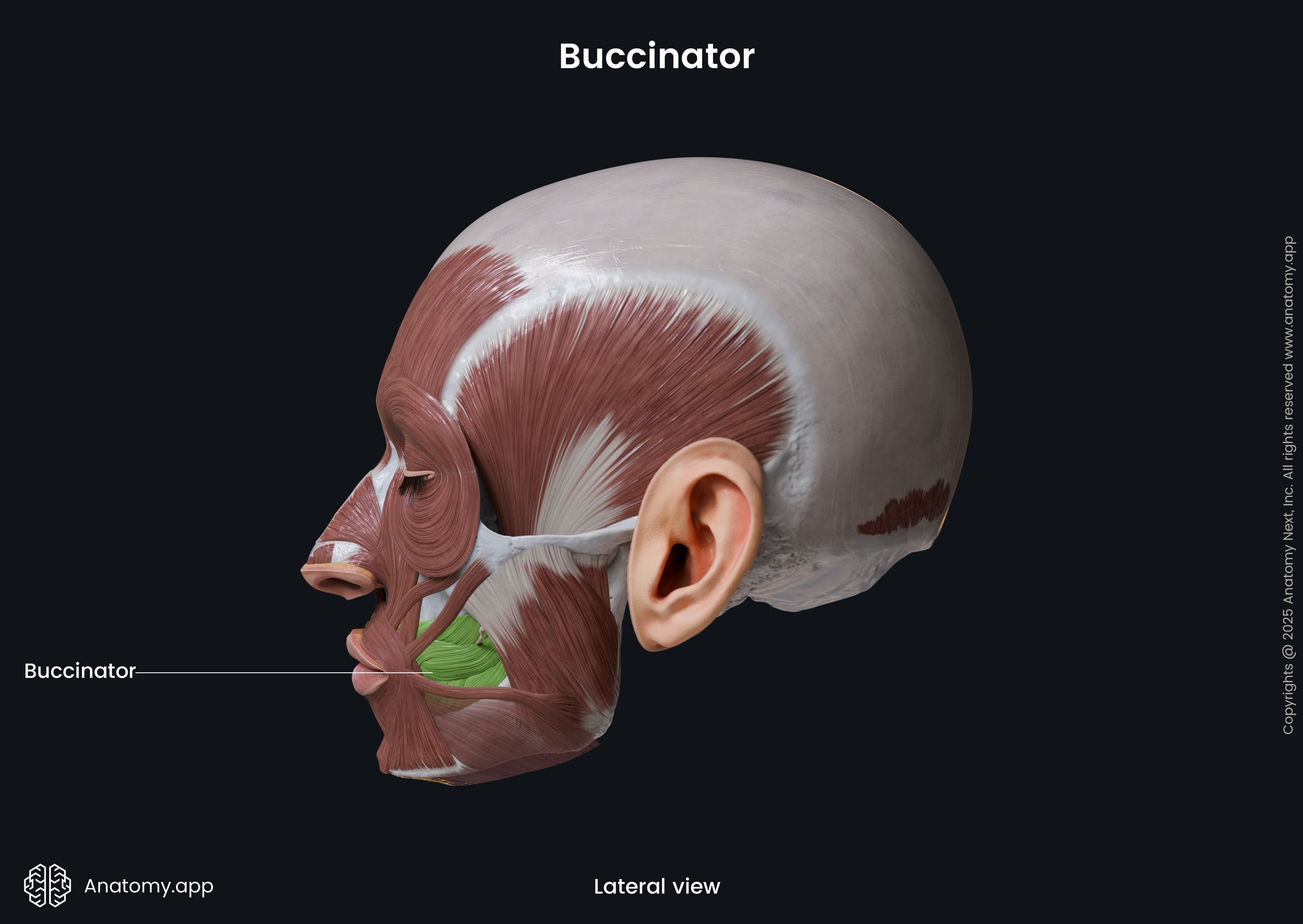 <p>under zygomatic bone </p>