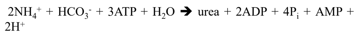 3 ATP total, but 4 high-energy phosphate bonds per urea