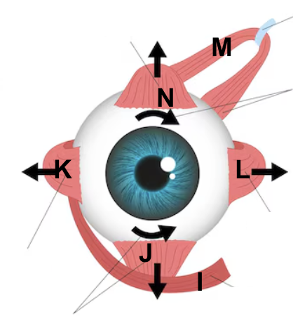 <p>M</p>