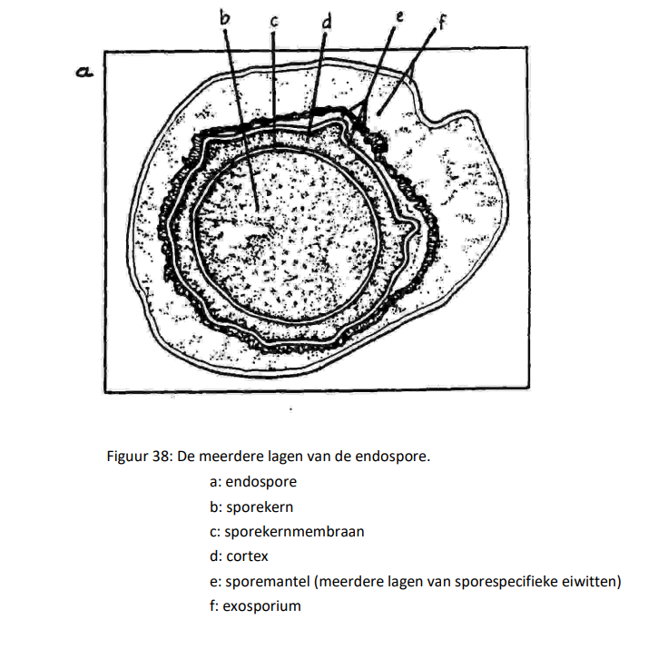 <p>rond de sporekern zijn meerdere lagen aangebracht, deze lagen dragen ook bij tot de resistentie van de endosporen. De volgende lagen kunnen worden vermeld:</p><p>- <strong>sporenkernmembraan</strong>:</p><ul><li><p>het stuk cytoplasmatisch membraan, dat rond de sporenkern gelegen is wordt het sporenkernmembraan genoemd</p></li></ul><p></p><p>- <strong>de cortex:</strong></p><ul><li><p>rond de sporenkernmembraan wordt de cortex aangelegd, de cortex bestaat uit peptidoglycaan</p></li></ul><p></p><p>- <strong>sporenmateriaal</strong>:</p><ul><li><p>rond de cortex is de sporenmantel gelegen, deze is samengesteld uit meerdere lagen bestaande uit sporenspecifieke eiwitten</p></li></ul><p></p><p>- <strong>exosporium</strong>:</p><ul><li><p>de buitenste laag van de endosporen wordt de exosporium genoemd, de exosporium is samengesteld uit eiwitten</p></li></ul><p></p>