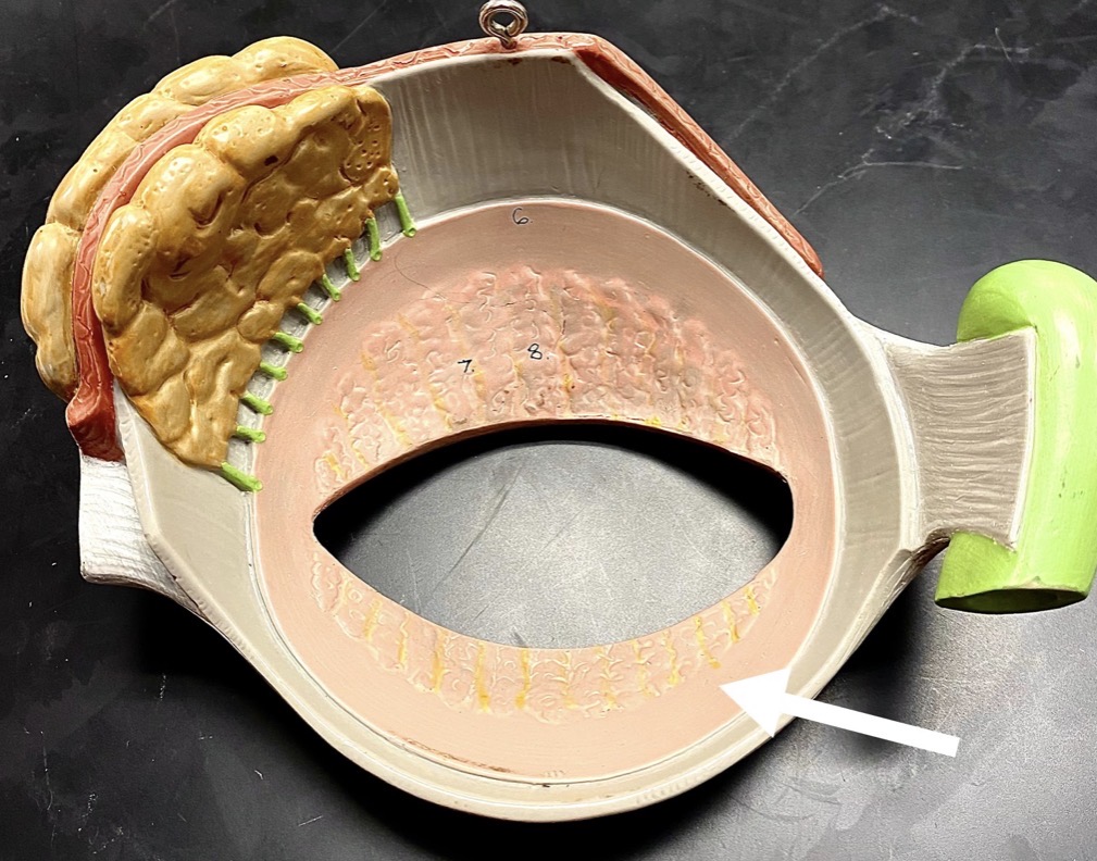 <p><span>name the PINK structure at the end of the arrow's point</span></p>