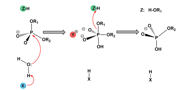 <ol><li><p>the enzyme non-specifically binds randomly onto the DNA strand </p></li><li><p>the active site aligns with the phosphodiester bond it is designed to cut</p></li><li><p>nucleophilic attack with water to break the bond </p></li><li><p>after both strands are cut, the enzyme is released</p></li></ol><p></p>