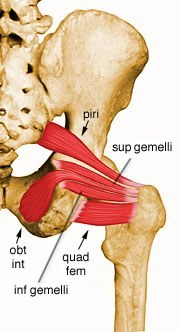 <ul><li><p>a small muscle located deep in the posterior pelvis deep to glute max</p></li><li><p>joins together with the inferior gemellus and obturator internus to comprise the triceps cocxae</p></li></ul><p></p><p>origin → ischial spine</p><p>insertion → medial surface of greater trochanter of femur (via tendon of obturator internus)</p><p>action → thigh external rotation, and thigh abduction (from flexed hip) at the hip joint; stabilizes the head of the femur in the acetabulum</p><p>innervation → nerve to obturator internus (L5-S1)</p><p>blood supply → internal pudendal artery, inferior gluteal artery</p>