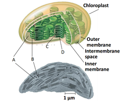 <p>flattened membrane sacs in chloroplast (contains proteins for light-dependent reactions in photosynthesis)</p>
