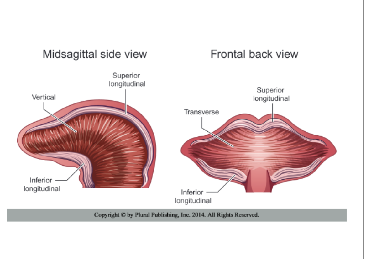 <p><span><span>Vertical muscle</span></span></p>