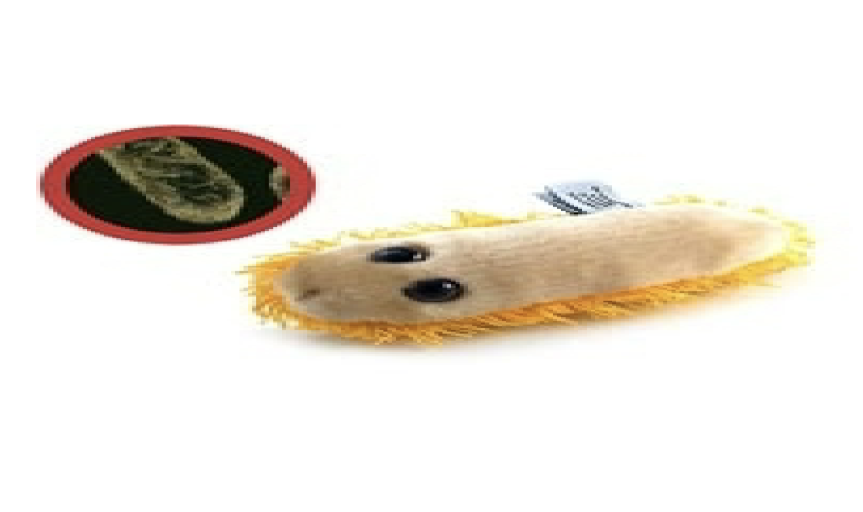 <p>what are the hairs on the plushie called</p>