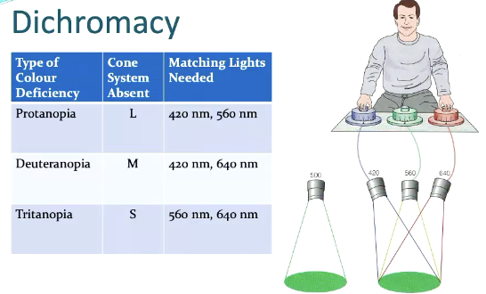 <p>possible to match a patch of any coloured light using just two lights</p><ul><li><p>just need spotlights matching whichever cones they have</p></li></ul><p></p>