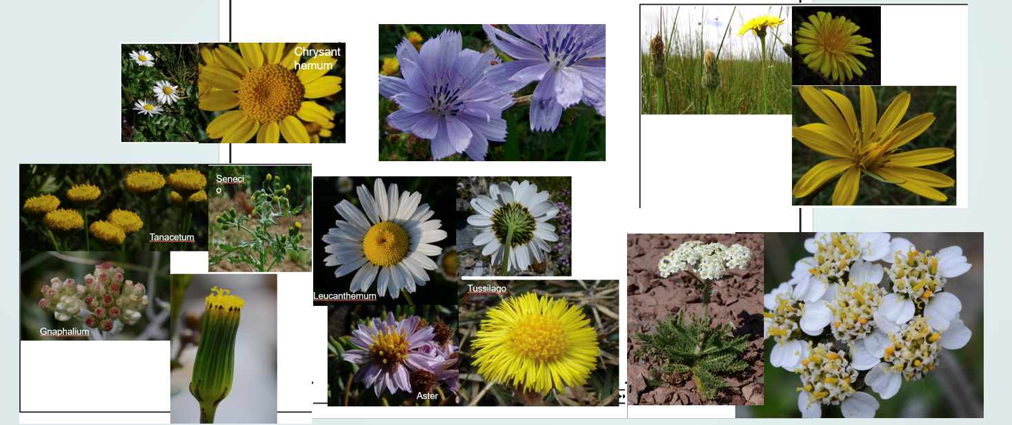<p><span>Asteraceae</span></p>