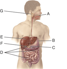 <p>70) Which of the following disorders involving the organ labeled C can result from alcohol abuse? </p><p>a) heartburn</p><p>b) mumps</p><p>c) pancreatitis</p><p>d) peritonitis</p><p>e) vomiting</p>