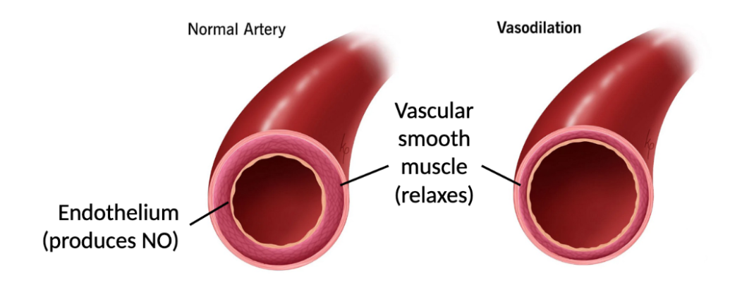 <p>Lipid-soluble, excitatory small molecule neurotransmitters produced in brain and spinal cord. </p><p>Learning/memory; promotes vasodilation and inhibits blood clotting.</p>