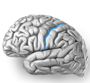 <p><span>Groove located midway on the side of the cerebrum that separates the frontal from the parietal lobes</span></p>