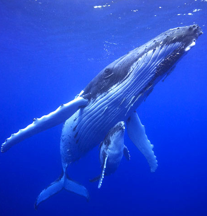 <p>Order Cetacea</p><p>Suborder Mysticeti</p><p>Family Balaenopteridae</p><p><em>Megaptera novaeangliae</em></p><ul><li><p>aka</p></li><li><p>describe body shape (body, flippers, tail)</p></li><li><p>notable behavior</p></li><li><p>describe feeding mechanism and location</p></li><li><p>where does it give birth</p></li><li><p>IUCN</p></li></ul><p></p>