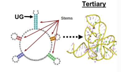 <p>what type of pairing is allowed wheN RNA base pairs with itself or another RNA moelcule </p>