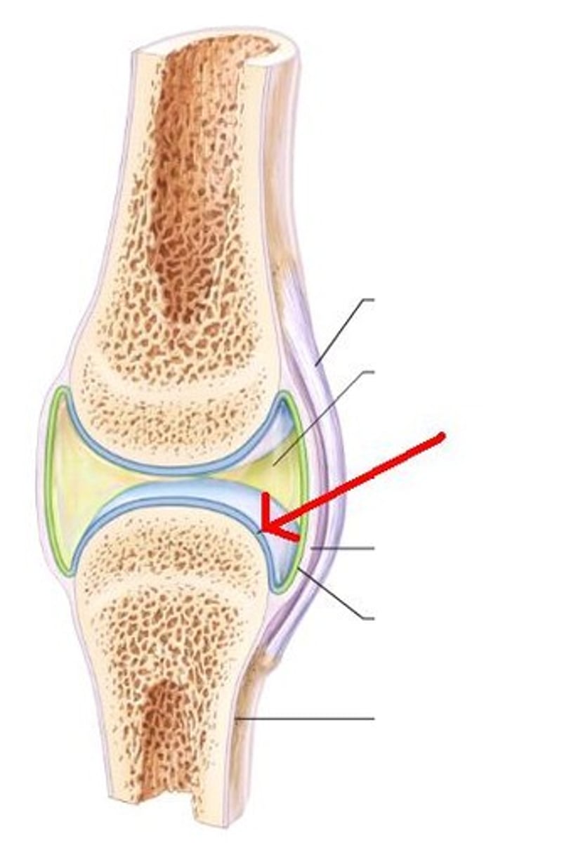 <p>covers the surfaces of bones where they come together to form joints</p>