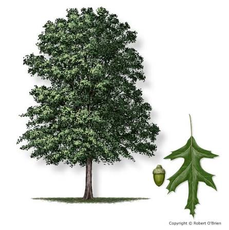 <p>Native to AR</p><p>leaves alternate, simple</p><p>acorns longer than wide, often w/ vertical stripes</p>