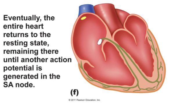 <p>eventually, the entire heart returns to the resting state, remaining there until another action potential is generated in the SA node</p>