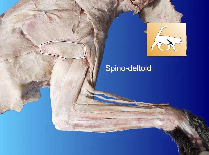 <p>Spino-Deltoid</p><p>action: extends humerus</p><p>s: pectoralis major</p>