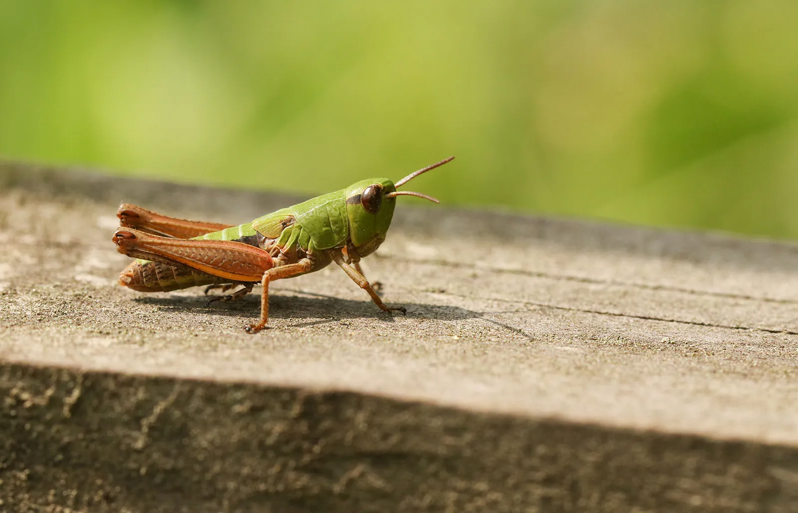 <p>“Flat wing” - Grasshoppers, crickets, katydids…</p><ul><li><p>Polyneoptera</p></li><li><p>Tegmen is straight, narrow and parchment-like in texture</p></li><li><p>Hind wing is broad, membranous and fan-like</p></li><li><p>Saltatorial hindlegs</p></li><li><p>Cerci are well-developed</p></li><li><p>Most males have sound producing organs</p></li><li><p>Tympana on first abdominal segment or on tibia</p></li><li><p>4-75mm in length</p></li></ul><p></p>