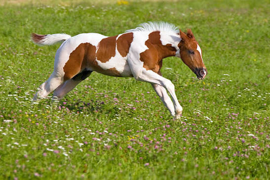 <p>Brown and white pinto horse</p>