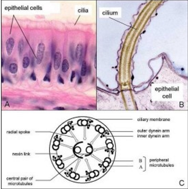 <p>formed by microtubules enclosed by a membrane, 9-2 structure, eukaryotic flagellum different to prokaryotic</p>